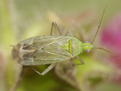 Macrotylus solitarius