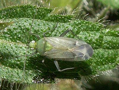 Macrotylus solitarius