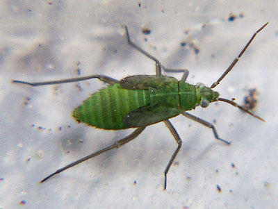 Macrotylus solitarius
