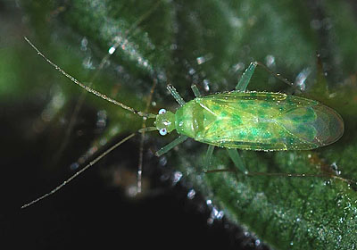 Malacocoris chlorizans