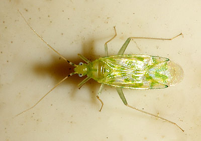 Malacocoris chlorizans