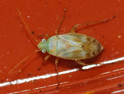 Megalocoleus molliculus