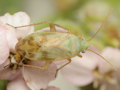 Megalocoleus molliculus