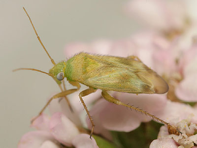Megalocoleus molliculus