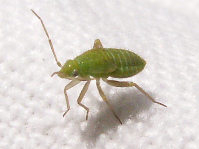 Megalocoleus molliculus
