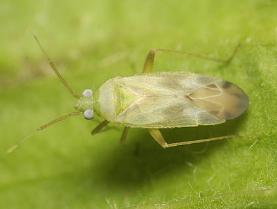 Megalocoleus molliculus