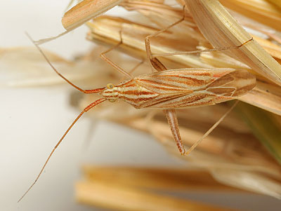 Miridius quadrivirgatus