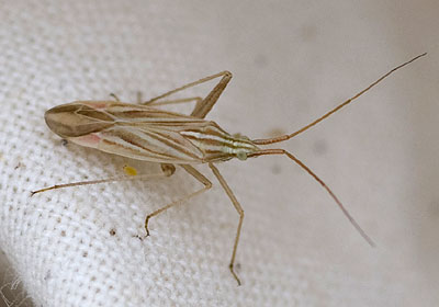 Miridius quadrivirgatus