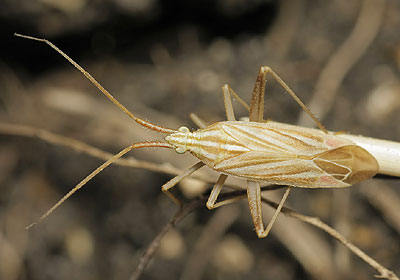 Miridius quadrivirgatus