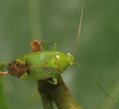 Neolygus contaminatus