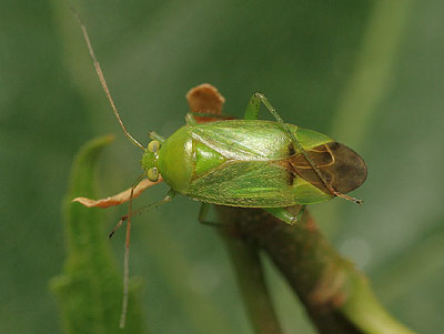 Neolygus contaminatus