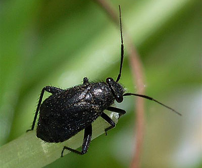 Orthocephalus coriaceus