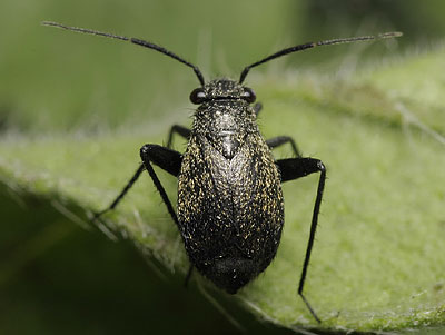 Orthocephalus coriaceus