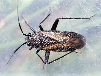 Orthocephalus coriaceus