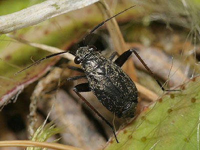 Orthocephalus saltator