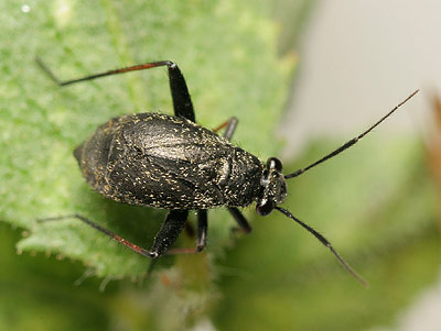 Orthocephalus saltator