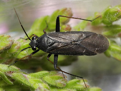 Orthocephalus saltator