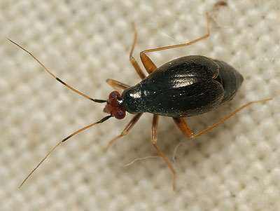 Orthonotus rufifrons