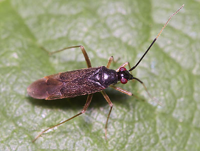 Orthonotus rufifrons