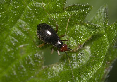 Orthonotus rufifrons