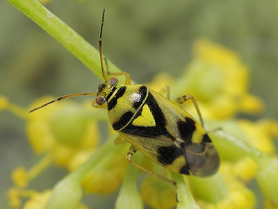 Orthops kalmii
