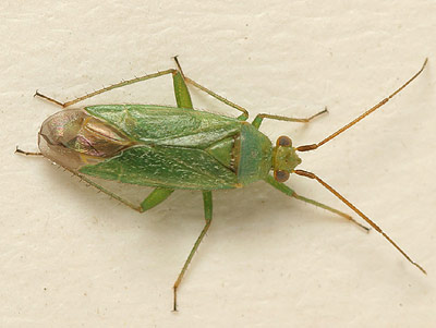Orthotylus adenocarpi