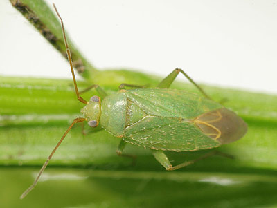 Orthotylus adenocarpi