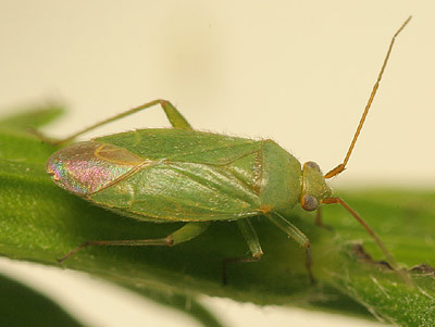Orthotylus adenocarpi