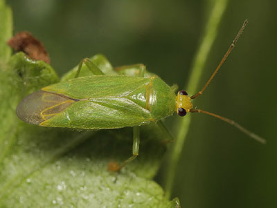 Orthotylus marginalis