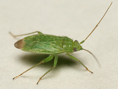Orthotylus flavosparsus