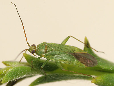 Orthotylus virescens