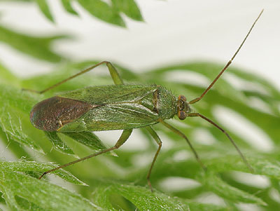 Orthotylus virescens