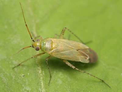 Plagiognathus chrysanthemi