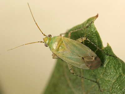 Plagiognathus chrysanthemi