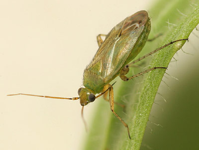 Plagiognathus chrysanthemi