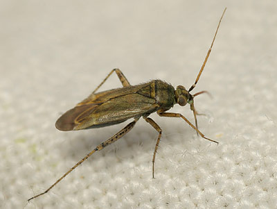 Plagiognathus chrysanthemi