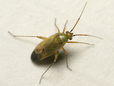 Plagiognathus chrysanthemi