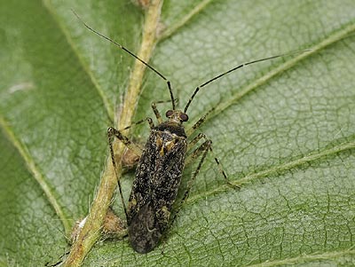 Phytocoris reuteri