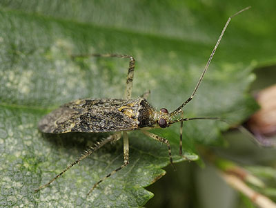 Phytocoris reuteri