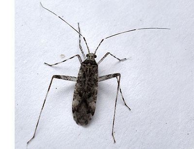 Phytocoris longipennis