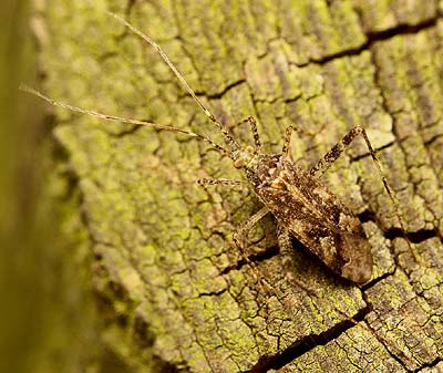 Phytocoris longipennis