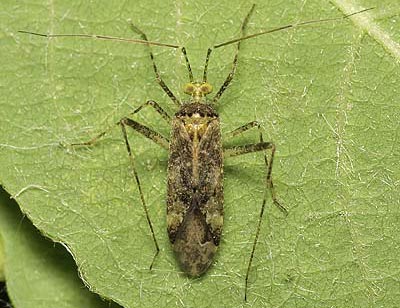 Phytocoris longipennis