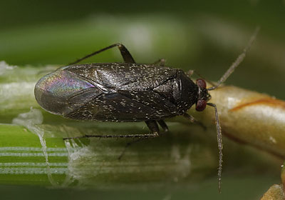 Phoenicocoris obscurellus