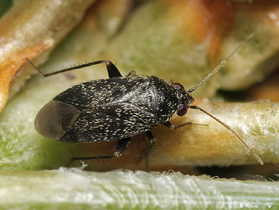 Phoenicocoris obscurellus