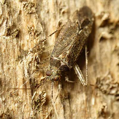 Phytocoris populi