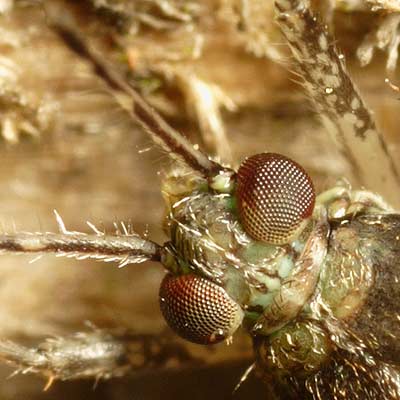 Phytocoris populi