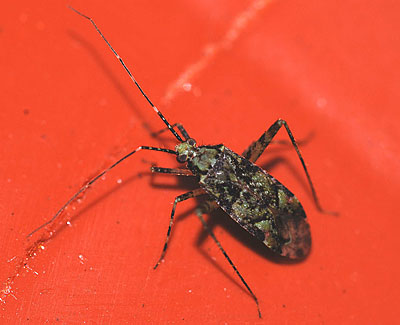 Phytocoris tiliae