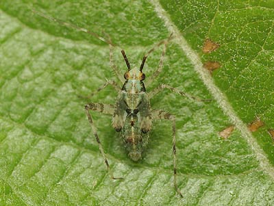 Phytocoris tiliae