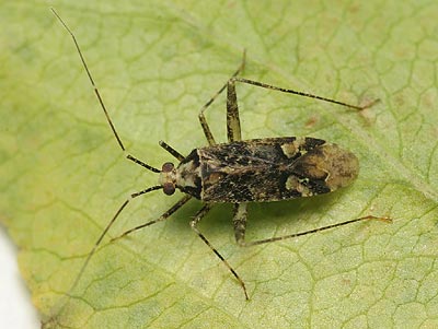 Phytocoris tiliae