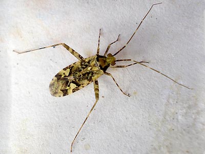 Phytocoris tiliae